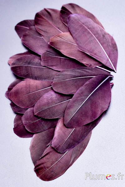 Pétales en plumes - 6-8 x 3-4 cm - café